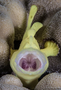 Burp! -Juvenile Painted Frogfish: Frogfish are capable of... by Tony Cherbas 